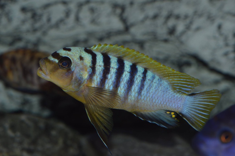 Maylandia sp. 'hajomaylandi pombo' Pombo Rocks